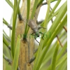 Brachyderes incanus (Linnaeus, 1758) Choinek szary